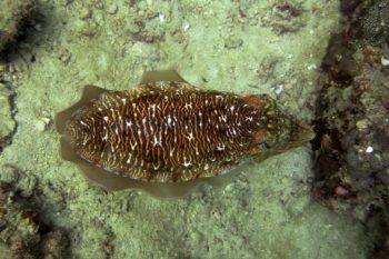 malezja egipt papua nowa gwinea australia nurkowanie kursy firstdive.pl